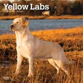 Yellow Labrador Retrievers X Inch Monthly Square Wall