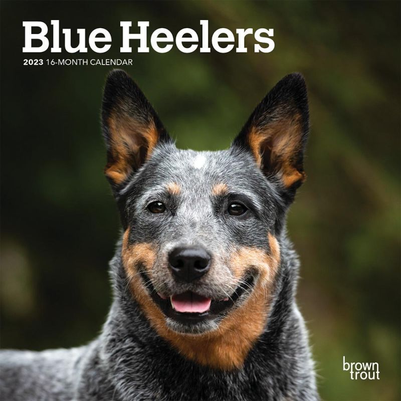 Blue Heelers 2023 7 x 14 Inch Monthly Mini Wall Calendar
