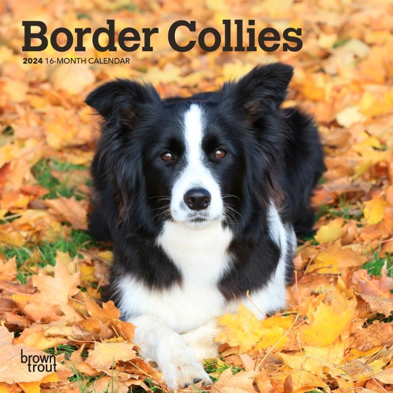 Border Collies | 2024 7 x 14 Inch Monthly Mini Wall Calendar