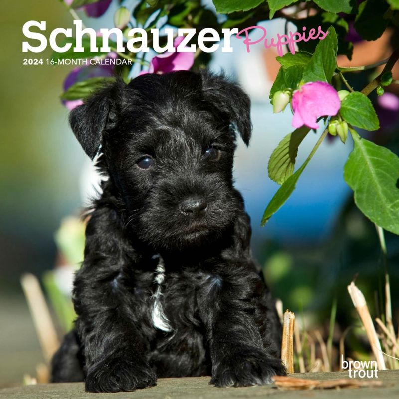 Schnauzer Puppies 2024 7 X 14 Inch Monthly Mini Wall Calendar   9781975464882.MAIN 