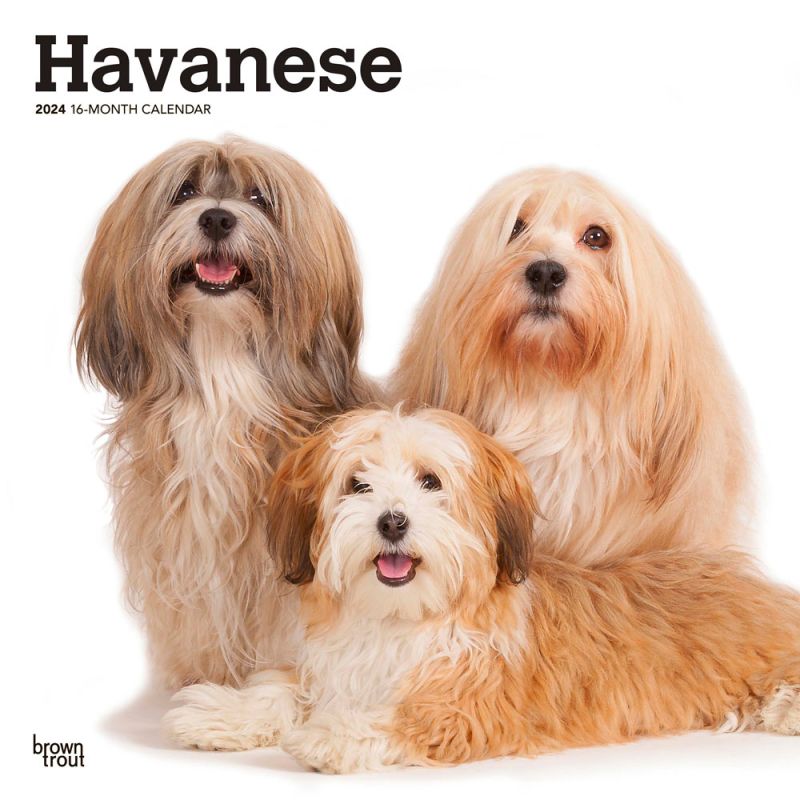 Havanese 2024 12 x 24 Inch Monthly Square Wall Calendar