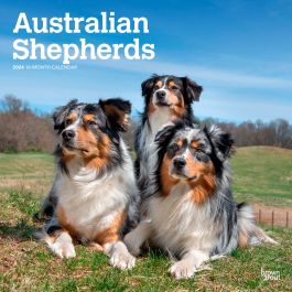 Australian Shepherds 2024 12 X 24 Inch Monthly Square Wall Calendar   9781975457747.MAIN 