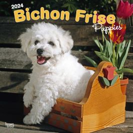Bichon Frise Puppies | 2024 12 x 24 Inch Monthly Square Wall Calendar