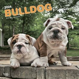 Bulldog Puppies | 2024 12 x 24 Inch Monthly Square Wall Calendar