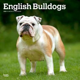 English Bulldogs 2024 12 X 24 Inch Monthly Square Wall Calendar   9781975462017.MAIN 