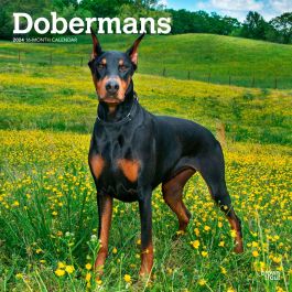 Dobermans 2024 12 X 24 Inch Monthly Square Wall Calendar   9781975462581.MAIN 