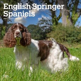 English Springer Spaniels 2024 12 X 24 Inch Monthly Square Wall Calendar   9781975462666.MAIN 