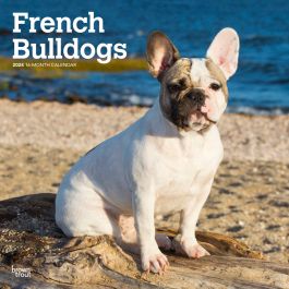 French Bulldogs 2024 12 X 24 Inch Monthly Square Wall Calendar   9781975462758.MAIN 