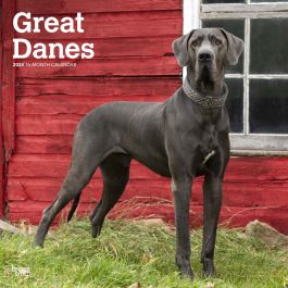 Great Danes International Edition 2024 12 X 24 Inch Monthly Square   9781975462987.MAIN 