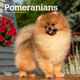 Pomeranians | 2024 7 x 14 Inch Monthly Mini Wall Calendar