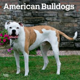 American Bulldogs 2024 12 X 24 Inch Monthly Square Wall Calendar   9781975470623.MAIN 